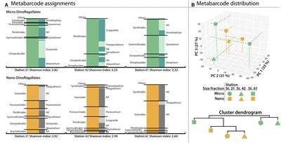 Metatranscriptome Profiling Indicates Size-Dependent Differentiation in Plastic and Conserved Community Traits and Functional Diversification in Dinoflagellate Communities